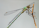 Large red damselfly (Pyrrhosoma nymphula)